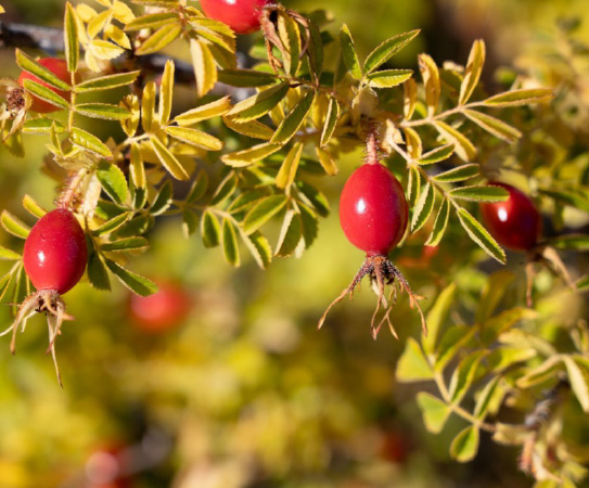 rosehip