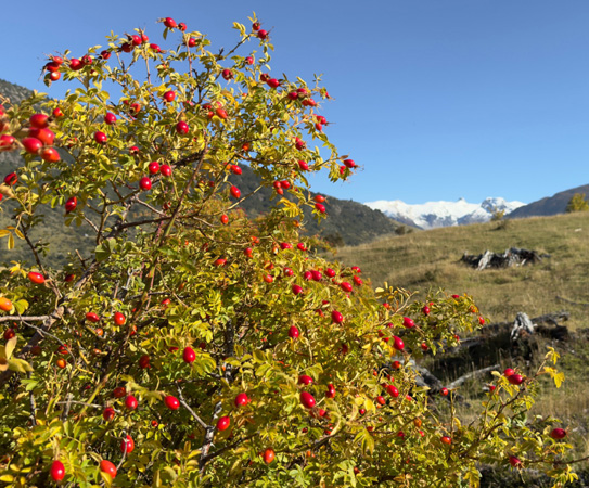 rosehip